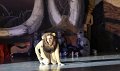 Lionking 0242